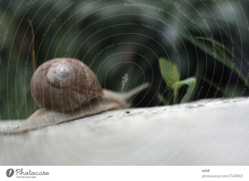 Loner | Deceleration Environment Nature Plant Animal Spring Beautiful weather Garden Meadow Snail Vineyard snail 1 Movement Discover Small Gray Green Power