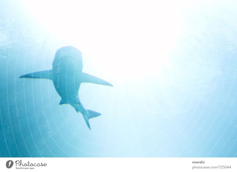 sharky sharky Animal Wild animal Aquarium 1 Blue Emotions Shark Shadow Back-light Land-based carnivore Water Ocean Dive Threat Dangerous Snorkeling