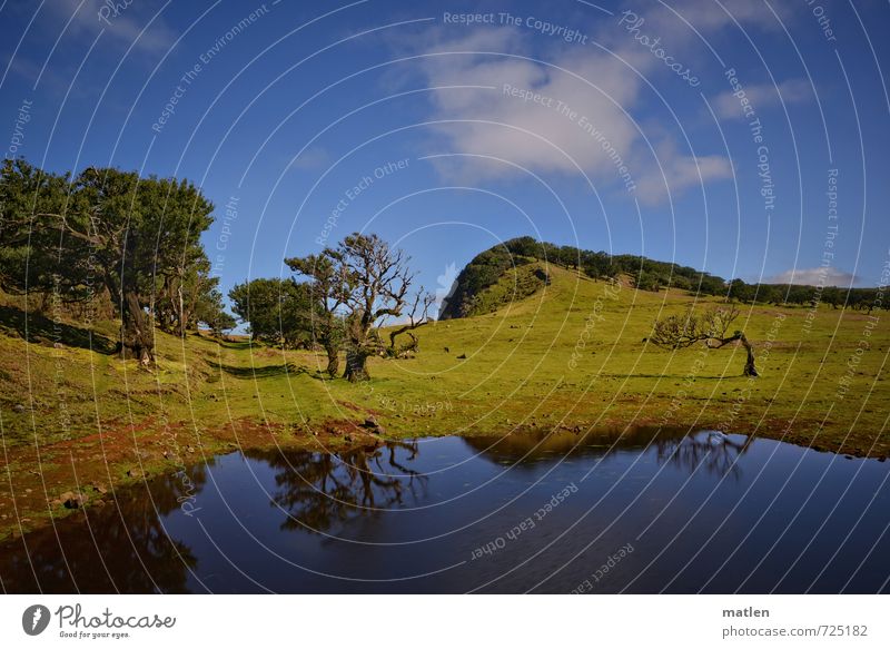 pasture Nature Landscape Plant Sky Clouds Spring Weather Beautiful weather Tree Grass Meadow Forest Hill Mountain Blue Green Colour photo Exterior shot Deserted