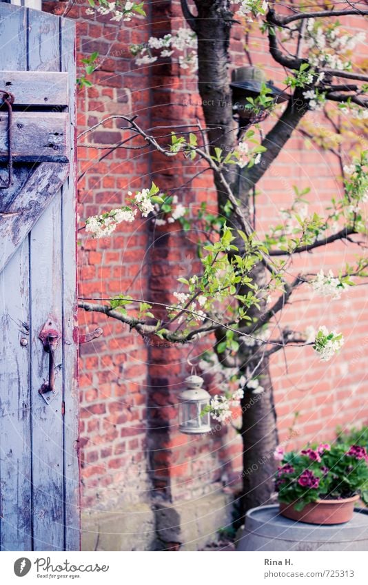 cherry blossom Tree Flower Wall (barrier) Wall (building) Door Authentic Cherry tree Geranium Storm laterne Wooden door Brick wall Country life Still Life