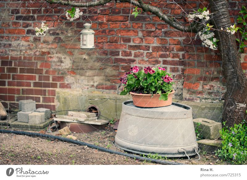 Rural style Spring Tree Flower Wall (barrier) Wall (building) Facade Authentic Idyll Cherry tree Derelict Geranium Pot plant Brick Storm laterne Hose Wash tub