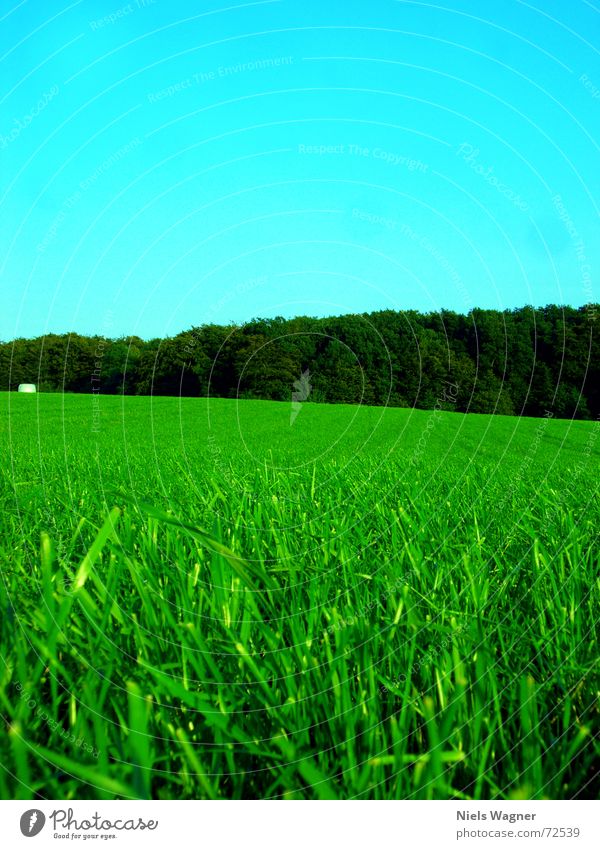 Leaf green everywhere 2 Meadow Hay bale Grass Field Calm Tree Forest Clearing Round Sunlight Clouds Statue Sky Sphere Shadow Light (Natural Phenomenon)