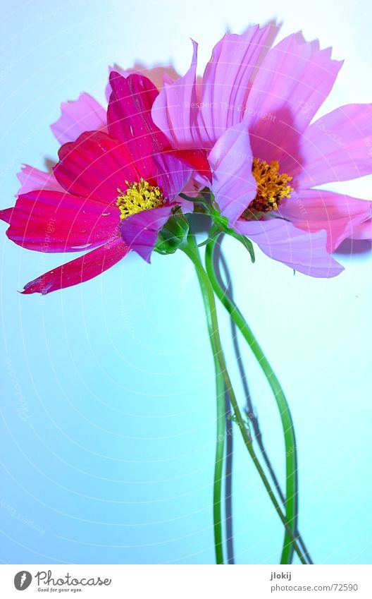 Cosmea Flower Cosmos Summer Pink Blossom Plant Table Subsoil Mat Green Blossom leave Drop shadow Light Stalk Yellow Beautiful Delicate Soft Nature Blue