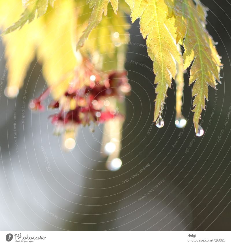 Morning fog droplets... Environment Nature Plant Drops of water Spring Bushes Leaf Blossom Maple tree Maple leaf Garden Glittering Hang Illuminate Growth