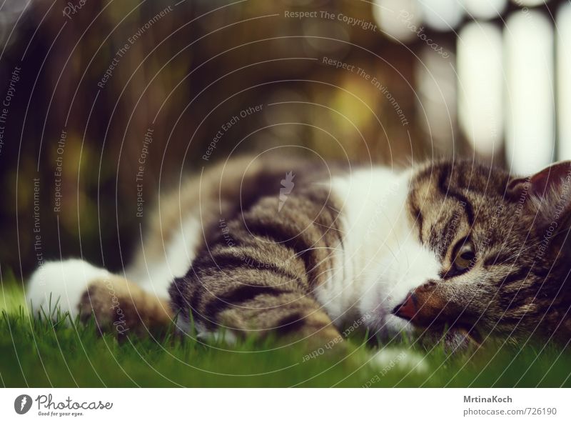 chilln'. Nature Garden Meadow Animal Pet Cat 1 Breathe Rotate To enjoy Lie Dream Relaxation Cozy Peaceful Beautiful Smooth Colour photo Multicoloured