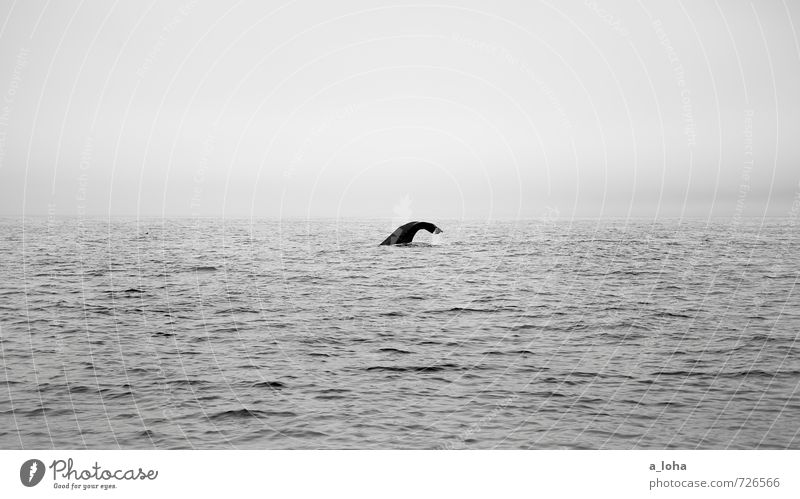 down deep Nature Animal Elements Water Drops of water Sky Horizon Waves Ocean Wild animal Whale Sperm whale 1 Calm Wanderlust Pure Far-off places New Zealand