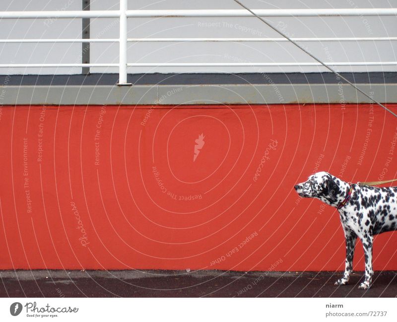 watch out now Dog Wall (building) Red Dalmatian Expectation Loneliness Doomed Black White Spotted Chained up red wall Contrast careful Observe Dog lead Handrail