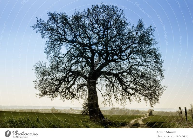 Linde in a hazy landscape Summer Nature Landscape Sky Cloudless sky Spring Beautiful weather Tree Lime tree Field Esthetic Dark Elegant Natural Blue Green Moody