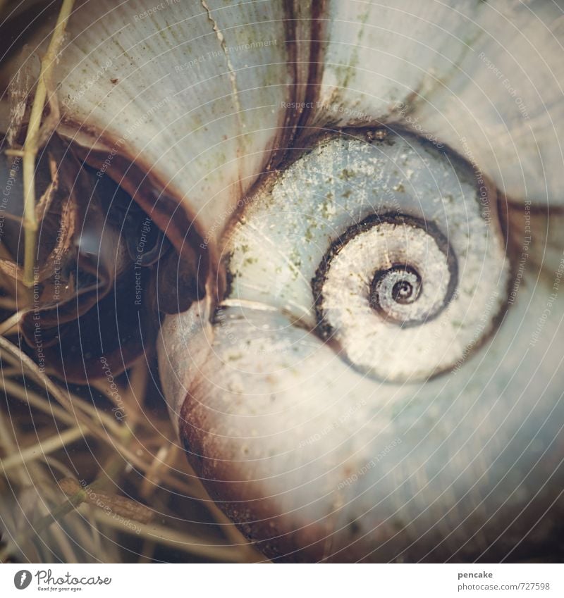 hypnosis Nature Elements Water Spring Pond Animal Snail 1 Sign Esthetic Exceptional Beautiful Uniqueness Snail shell Sea snails Spiral Universe Photomicrograph