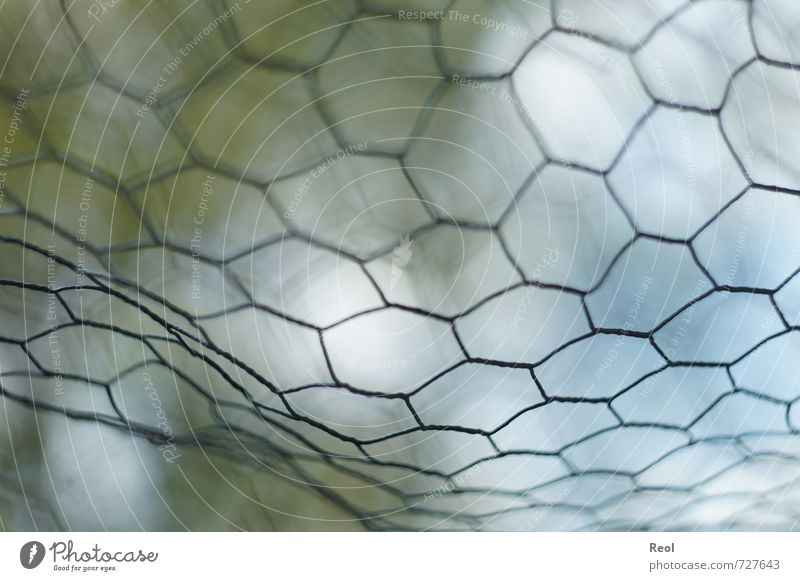 chicken wire netting