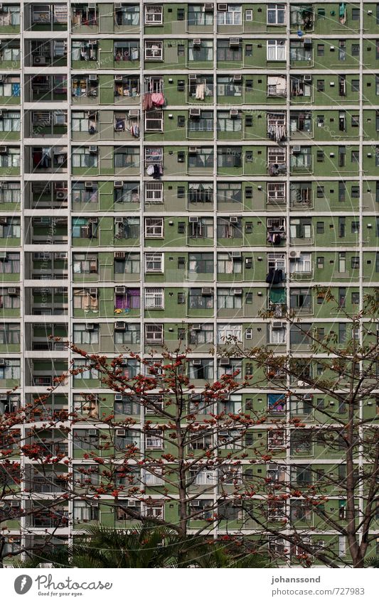 shortage of space Tree Hongkong Town Capital city Overpopulated House (Residential Structure) High-rise Facade Window Living or residing Threat Sharp-edged