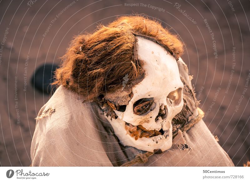 The Skull Head Skeleton 60 years and older Senior citizen Hair and hairstyles Brunette Blonde Long-haired Old Time Future Colour photo Exterior shot Downward