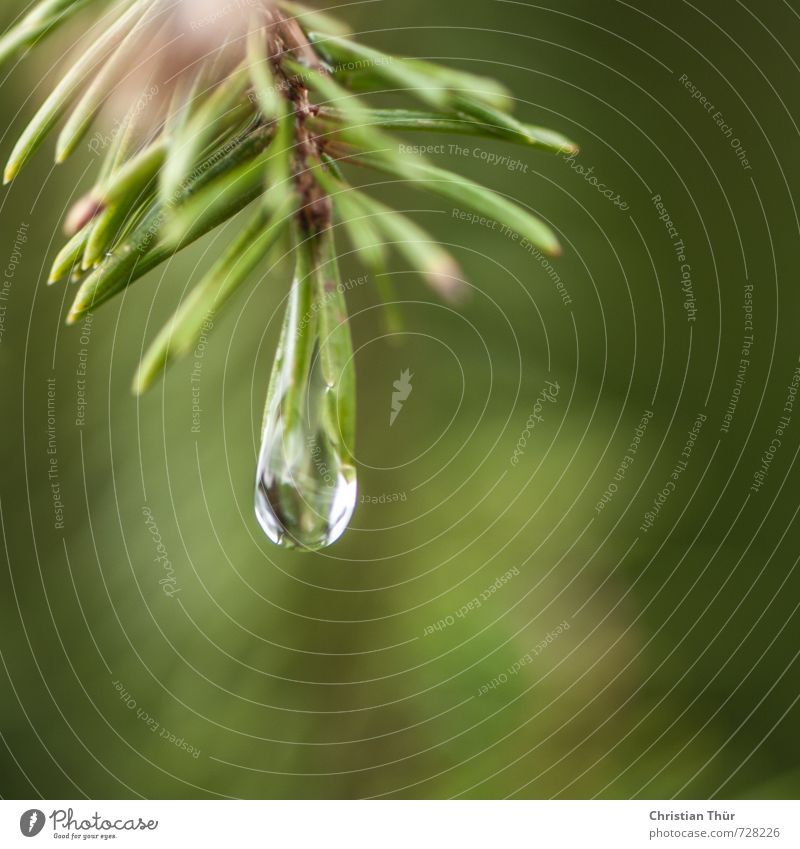 Rain in the forest Environment Nature Drops of water Spring Summer Bad weather Plant Tree Fir tree Fir branch Forest Fragrance Relaxation Hang Growth Glittering