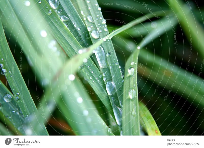 After the rain... Grass Green Wet Damp Blade of grass Grass green Water Drops of water Rope Earth gress grassgreen raindrops Nature