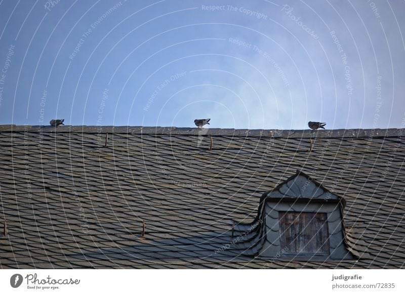 Pigeons on the roof 3 Bird Roof Gable roof Roof ridge Cheek Gullet Cover Checkmark Brick Roofing tile Calm Window Dormer House (Residential Structure) Building