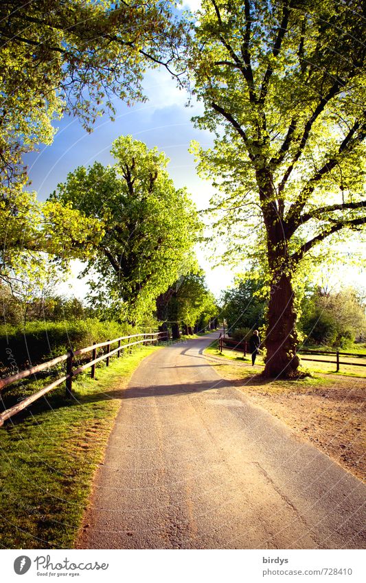 evening mood Landscape Clouds Sunlight Spring Summer Beautiful weather Tree Street Esthetic Positive Idyll Nature Moody Lanes & trails Rural Wooden fence