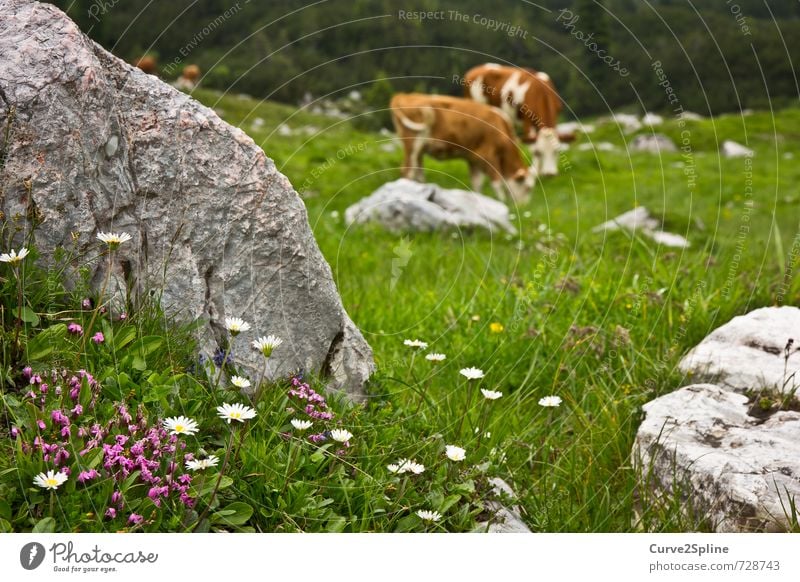 alpine meadow Nature Plant Animal Spring Flower Meadow Rock Mountain Farm animal Cow Pelt 2 Herd Pair of animals Contentment Daisy Violet Stone Cowhide