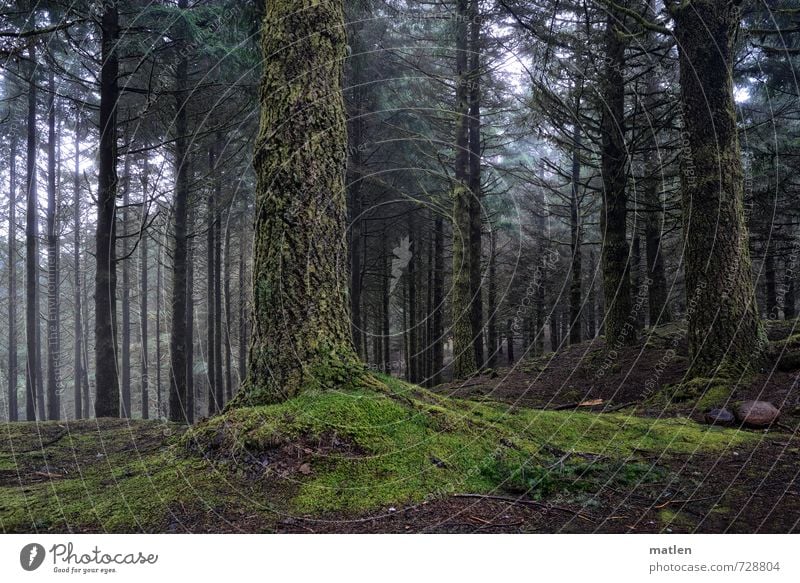 down-to-earth Landscape Plant Climate Weather Bad weather Fog Tree Grass Moss Forest Hill Mountain Gray Green Colour photo Exterior shot Deserted Day