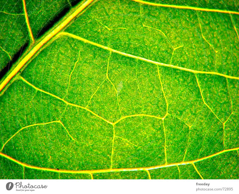 ::: Juicy green 2 ::: Background picture Tree Romance Multicoloured Near Light Photosynthesis Mature Green Leaf Deities Plant Bright green Vessel Lower Saxony