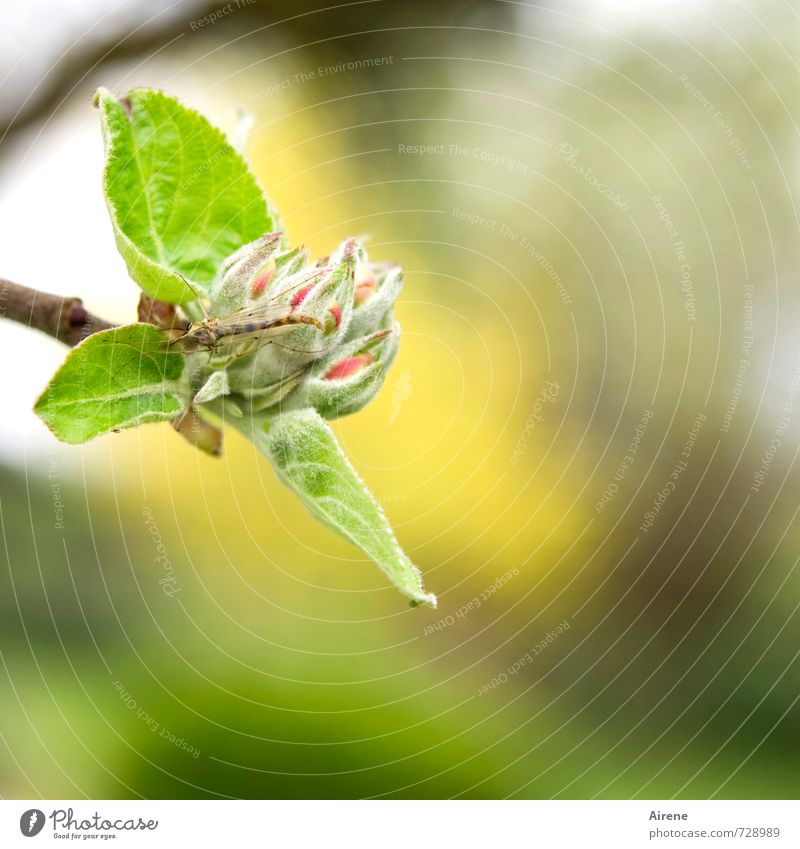 AST 7 | Friend or Enemy Plant Animal Spring Tree Leaf Blossom Agricultural crop Apple tree Apple blossom Bud Fruit trees Garden litter meadow orchard Insect