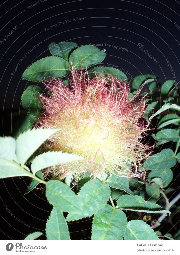 Rose Hip Flower Plant A Royalty Free Stock Photo From Photocase