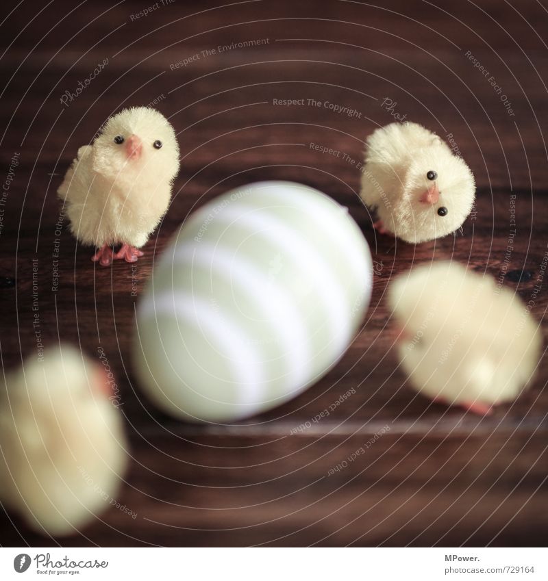 Easter follow-up Animal 4 Group of animals Discover Easter egg Chick Yellow Beautiful Cute Beak Surprise Curiosity Marvel Wooden table Striped Small