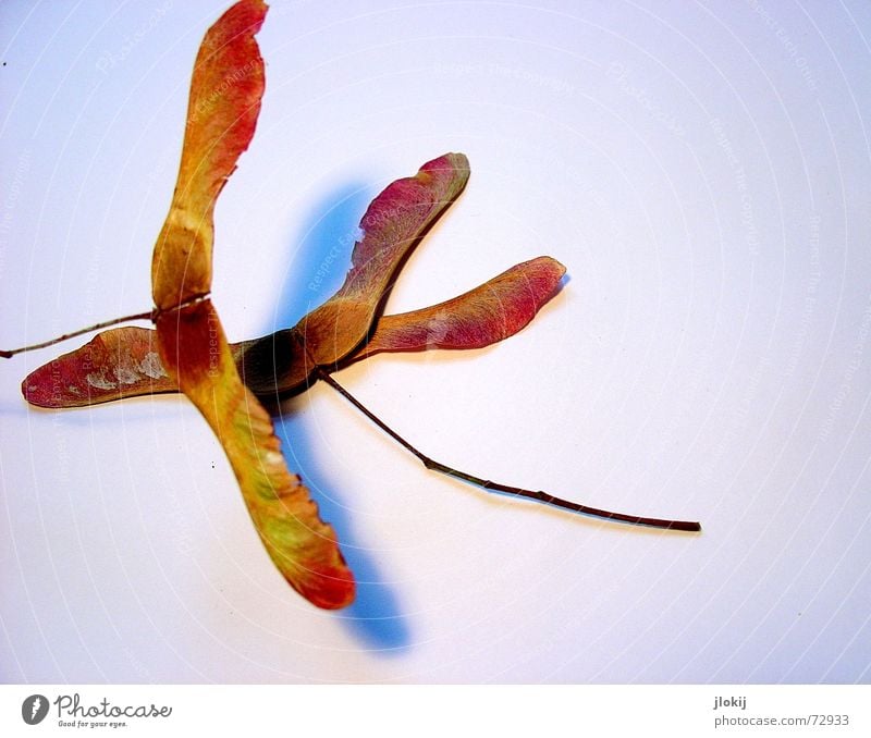 flight school Judder Rotate Maple tree Autumn Plant Seasons Light Abstract Bird's-eye view Isolated Image Brown Growth Flying whirl Seed Shadow fuzzy