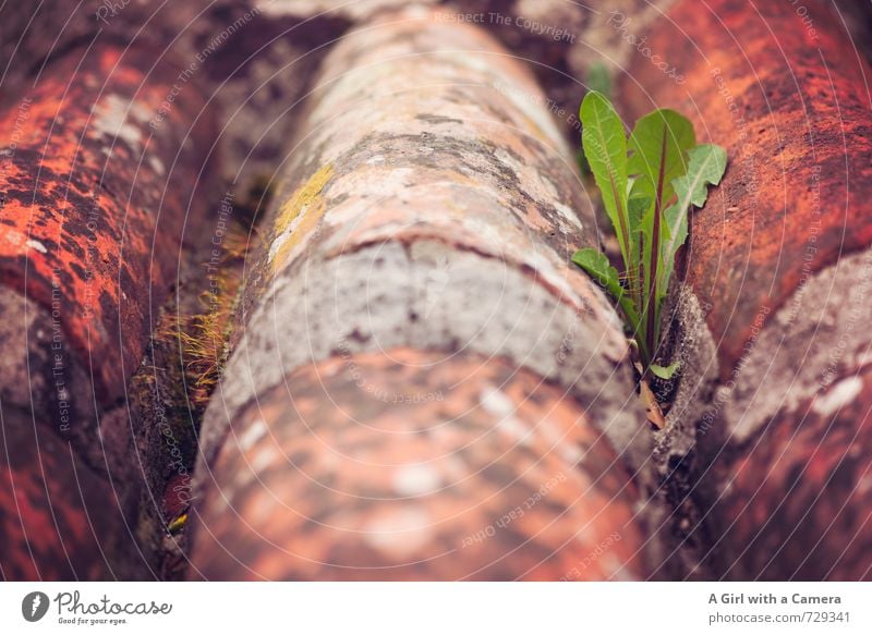 AST 7 I undisturbed growth Nature Plant Spring Dandelion Growth Roof Roofing tile Between Leaf Clay Multicoloured Exterior shot Close-up Detail Experimental