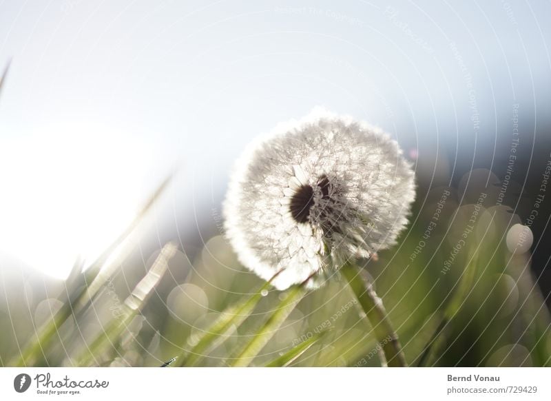 PusteMorgen Nature Drops of water Sky Spring Flower Grass Meadow Fresh Wet Blue Green Dandelion Dew Blade of grass Colour photo Exterior shot Deserted