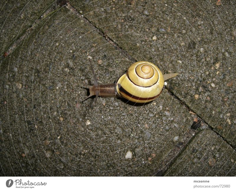 night hike Night Slowly Hiking Calm Relaxation Exterior shot Animal Stone Snail