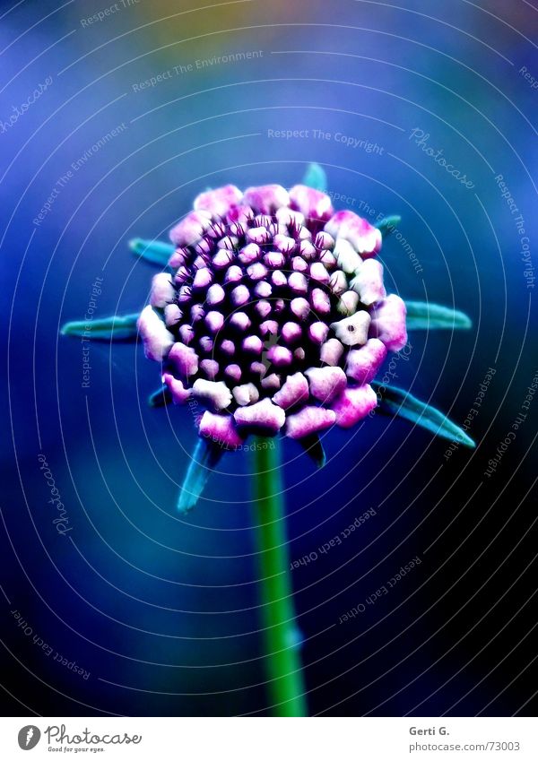 still got the blue Blue Underwater photo Flower Blossom Insect Stalk Star (Symbol) Pink Green deep blue deep blue sea underwater Bud Nature pock flower pillow