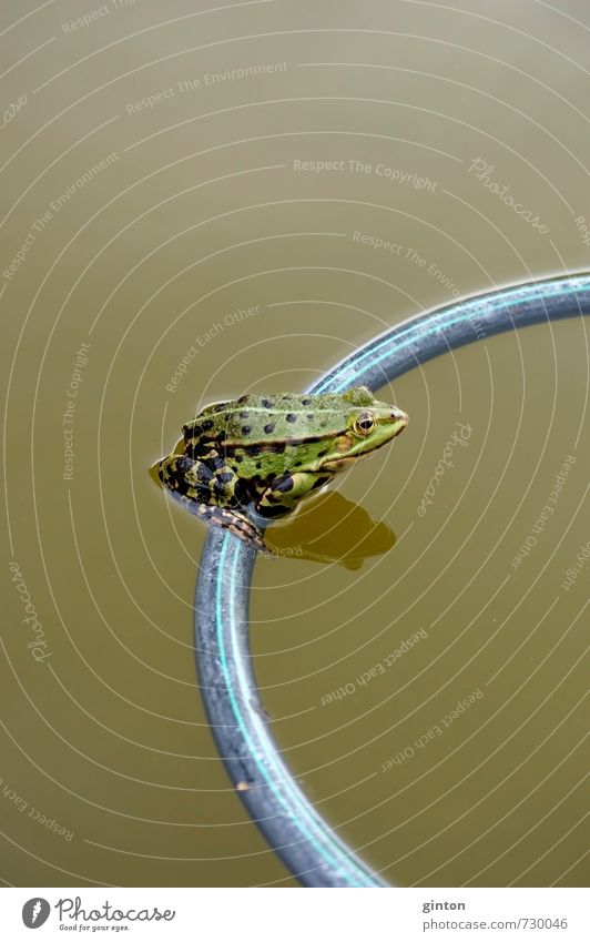 Frog sits on swim ring Nature Landscape Animal Summer Garden Pond Wild animal Animal face 1 To swing Sit Fluid Fresh Funny Wet Green Colour photo Subdued colour