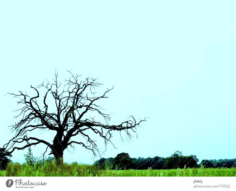 lonely Tree Rich pasture Green Loneliness Grass Growth Large Strong Plant Nature Live Life Beautiful Transience Blue paint screw Contrast alone Branch