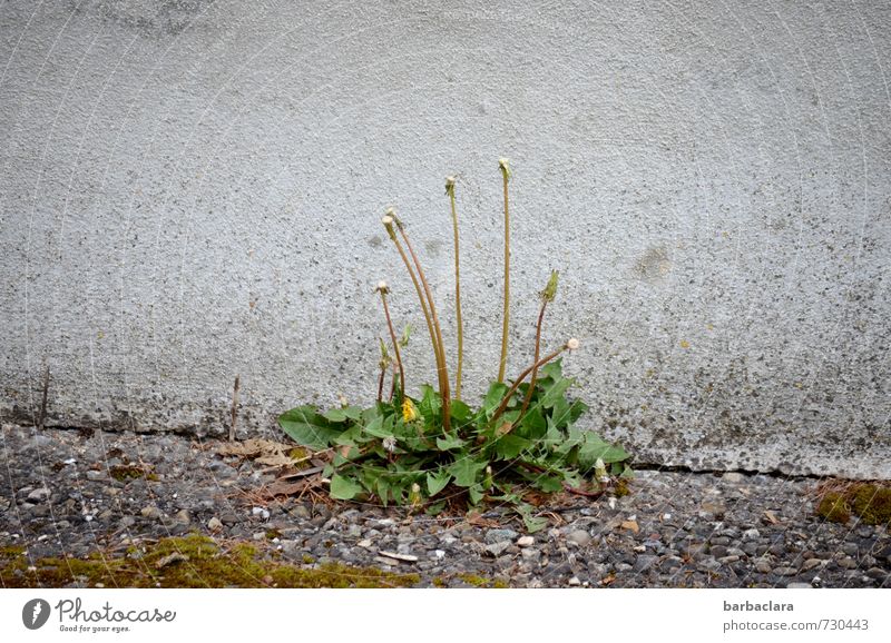 get by lightly Environment Nature Plant Spring Dandelion Wall (barrier) Wall (building) Street Lanes & trails Wayside Blossoming Growth Simple Fresh Gray Green
