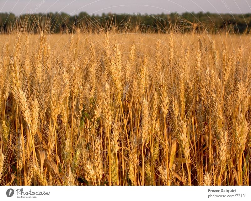 a bed in the cornfield? Wheat Field Brown Physics Agriculture Grain Orange Sun Warmth Evening farming