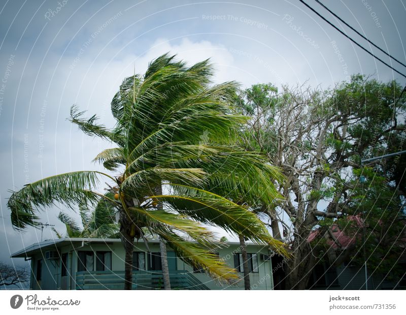 downwind Clouds Climate change Wind Exotic Palm tree Garden House (Residential Structure) Steel cable Authentic great Maritime Retro Force Environment Change