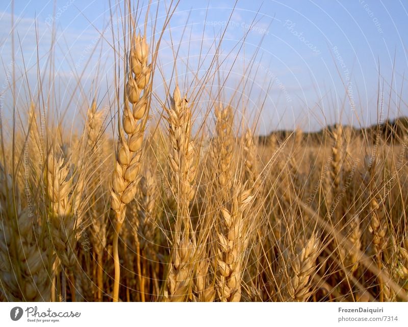 wheat grains Wheat Field Brown Physics Ear of corn Agriculture Grain Orange Sun Warmth Evening farming