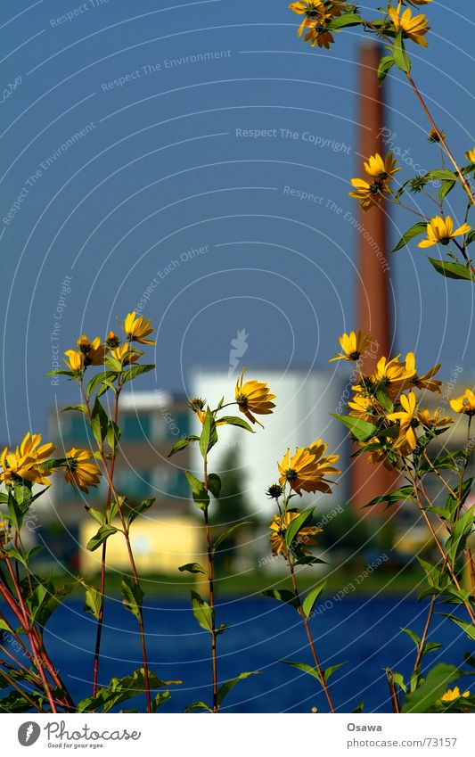 Industry through the flower Flower Blossom Yellow Blur Depth of field Plant Water Industrial Photography Sky