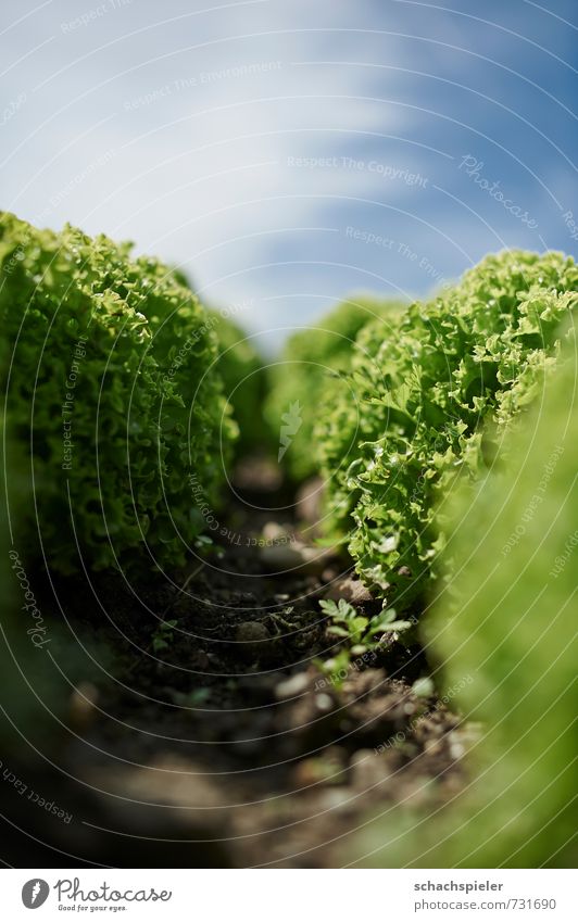 I think I'm standing in the woods. Nature Plant Earth Sky Clouds Agricultural crop Lettuce Lollo bianco salad Garden Fresh Healthy Blue Green Nutrition