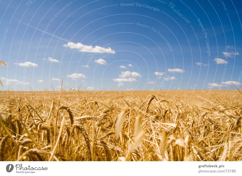 idyllic field Field Calm Vigor Nutrition Clouds Summer Physics Straw Ear of corn Thanksgiving Relaxation Exterior shot Landscape Food Idyll Warmth Blue Gold