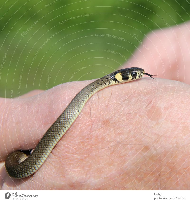 Natrix natrix Animal Wild animal Snake Ring-snake 1 Baby animal Touch Looking Esthetic Exceptional Small Long Natural Yellow Gray Green Attentive Timidity