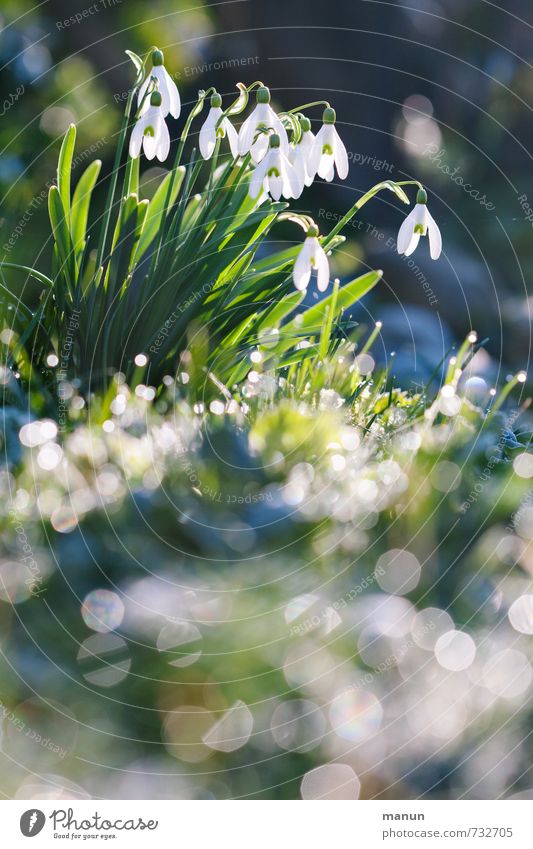snowdrops Nature Plant Spring Winter Flower Blossom Snowdrop Spring flowering plant Glittering Illuminate Authentic Cold Natural Positive Green White