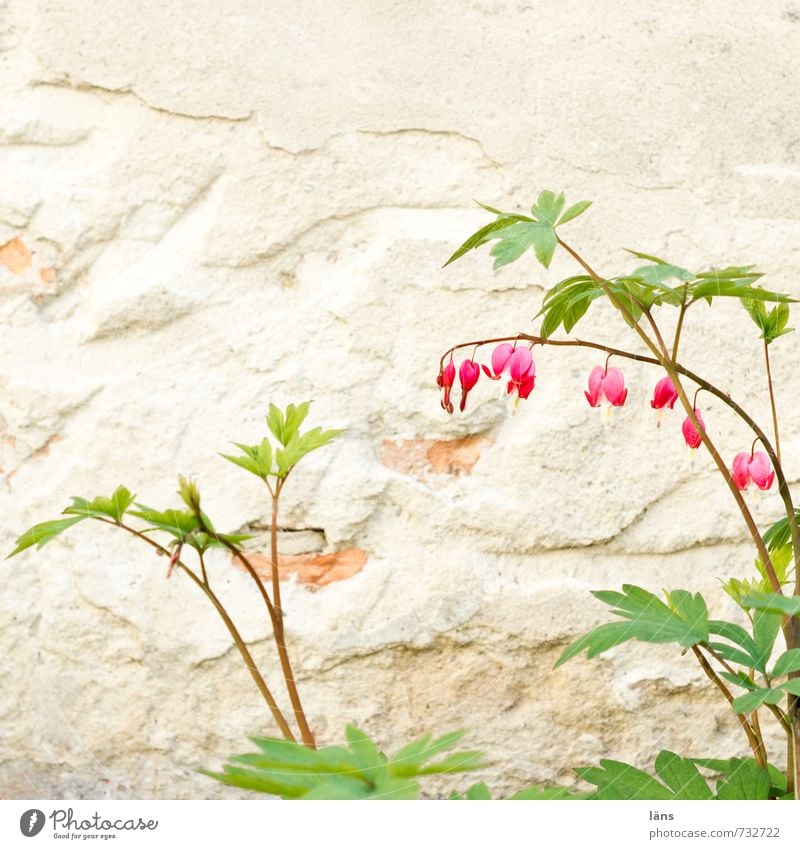 Blossoming Hearts Plant Spring Flower Garden Wall (barrier) Wall (building) Green Red Spring fever Plaster Interior courtyard pretty Flowering plant