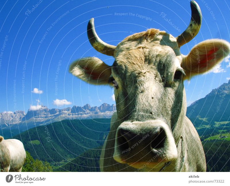 mountain cow Cow Animal Vacation & Travel Dolomites Watchfulness Alert Mountain Sky Blue Interest