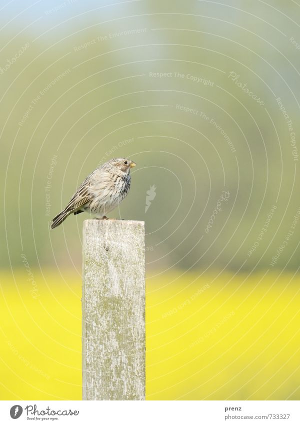 Grey Bunting Environment Nature Animal Wild animal Bird 1 Yellow Gray Songbirds Wooden stake Sit Corn Bunting Colour photo Exterior shot Deserted Copy Space top