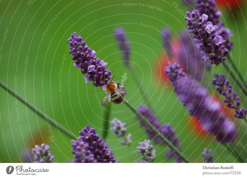 lavender Bee Bumble bee Lavender France Somali Blue Green Red Insect Plant Blossom Animal Fragrance Medicinal plant