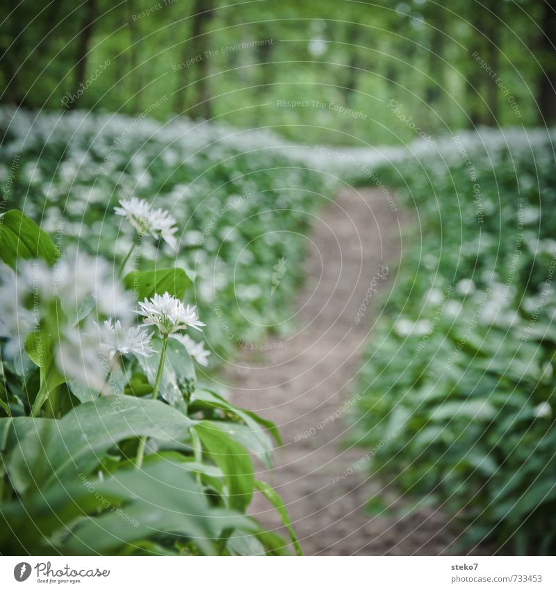 forest odor Spring Plant Forest Lanes & trails Hiking Brown Green White Nature Growth Target Club moss Rich pasture forest Colour photo Exterior shot