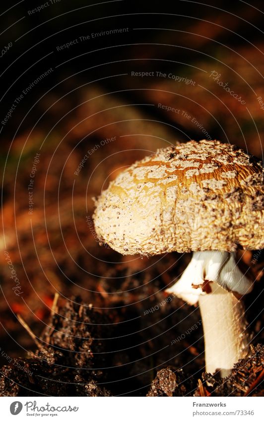 ...on one leg Autumn Search Woodground Baseball cap Leaf Mushroom Inedible Stalk Patch Earth