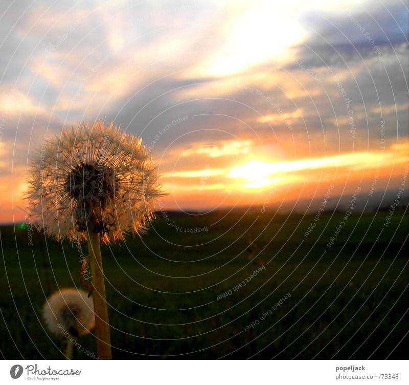 Father and son Dandelion Summer Sunset Sunrise Flower Meadow Kitsch Sky