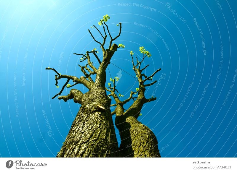 chestnut Branch Tree Shade of a tree Detail Tree nursery Tree trunk Blue Worm's-eye view Spring Horticulture Gardener Sky Blue sky Sky blue Chestnut tree Sun